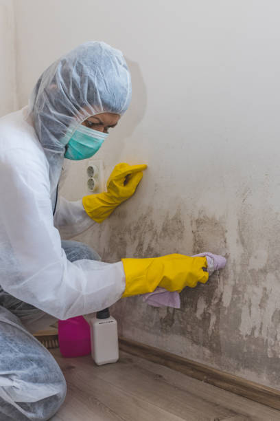 Best Mold Damage Restoration  in Honey Grove, TX