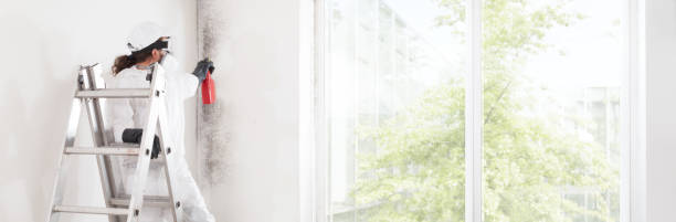 Best Emergency Mold Remediation  in Honey Grove, TX