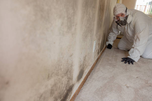 Best Comprehensive Air Testing for Mold Contaminants  in Honey Grove, TX